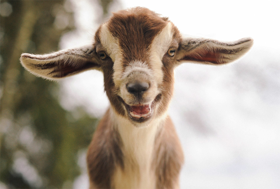 cute mini nubian goat