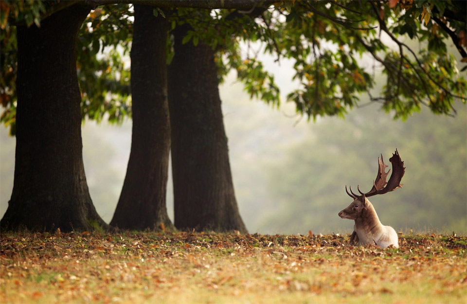 deer under the chestnut tree