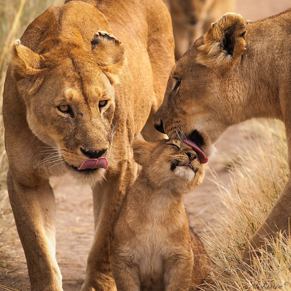 family of lions, tanzania