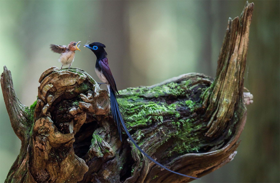 japanese paradise flycatcher father and her baby
