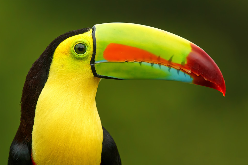 keel-Billed toucan