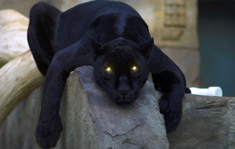 resting black panther