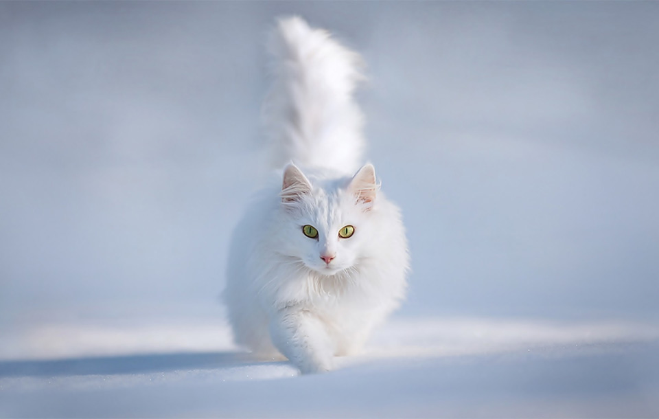 white cat in the snow