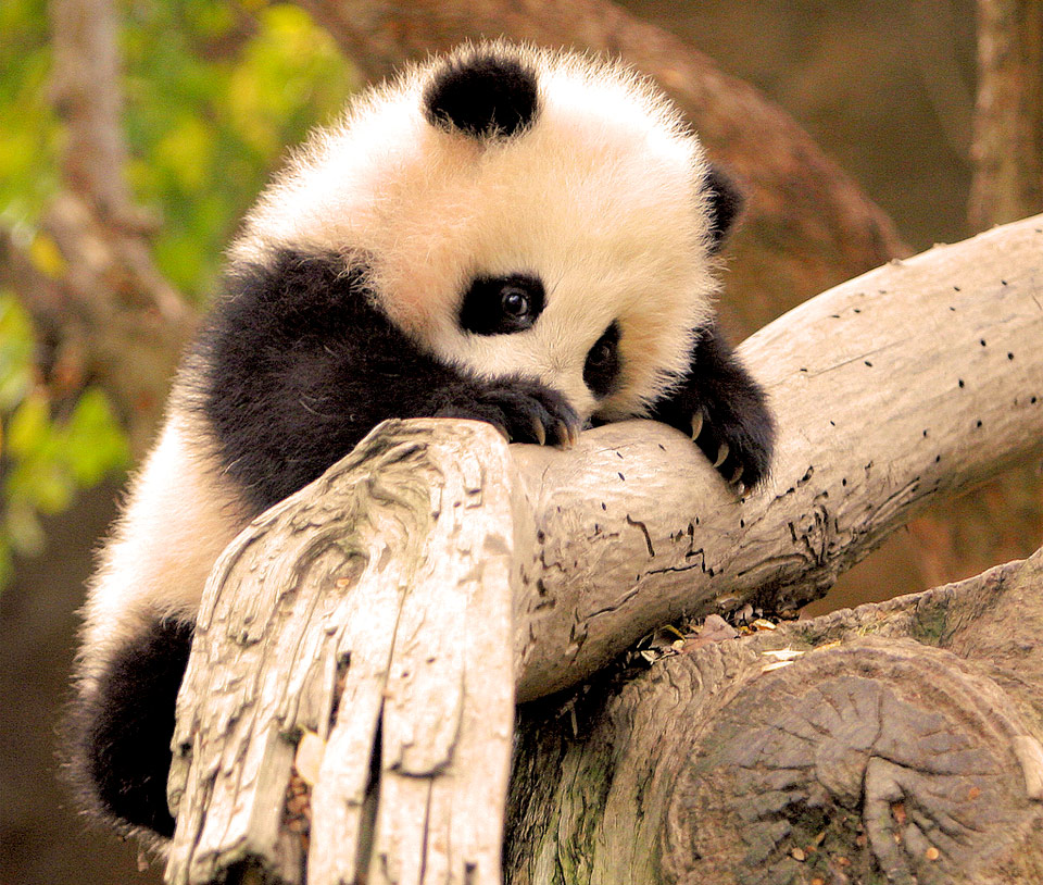 adorable baby panda