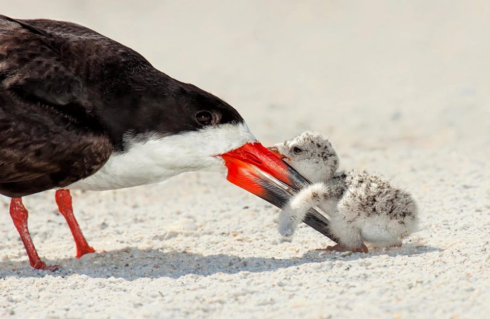 black skimmer and a baby chick
