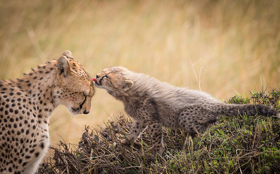 cheetah cub and her mother, kenya