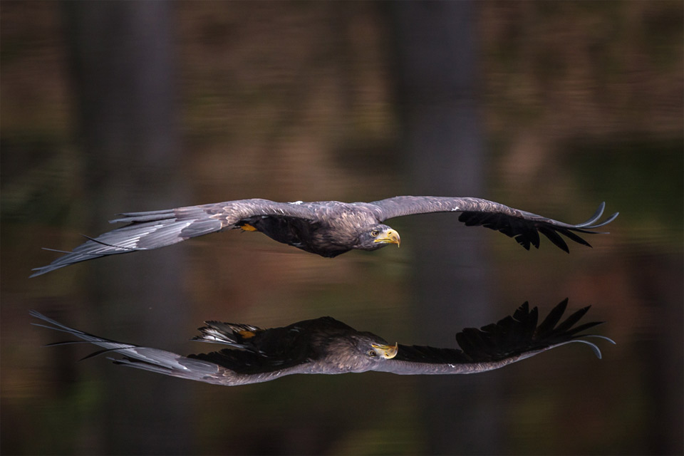 eagle reflection