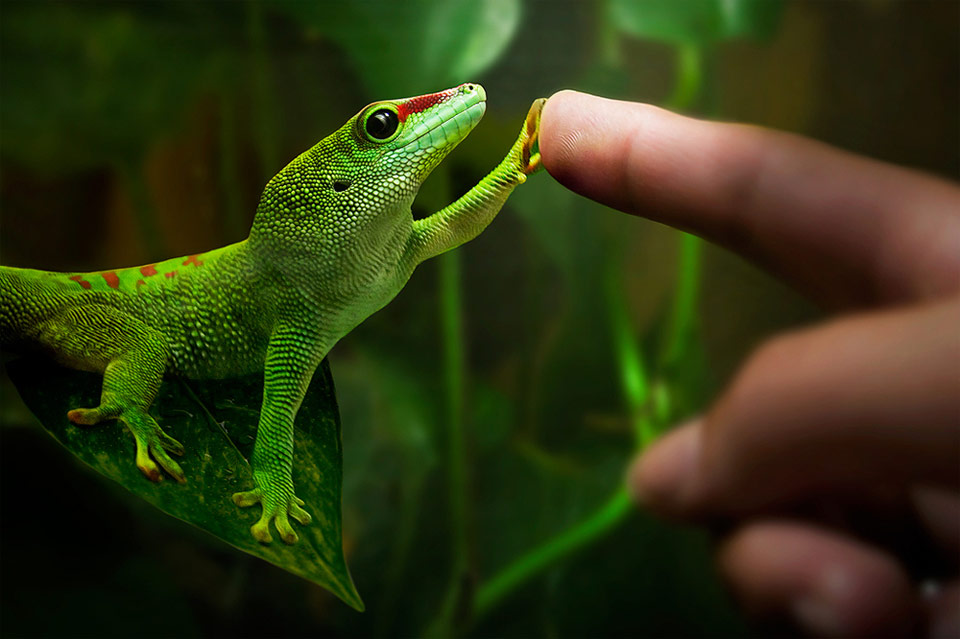 friendship with gecko