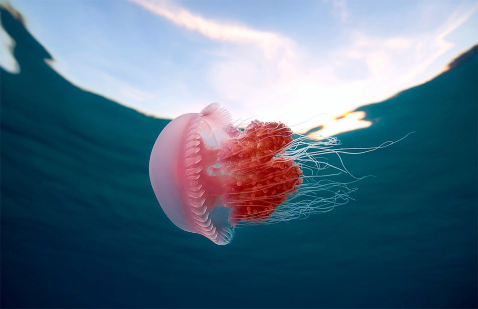 pink jellyfish in the philippines