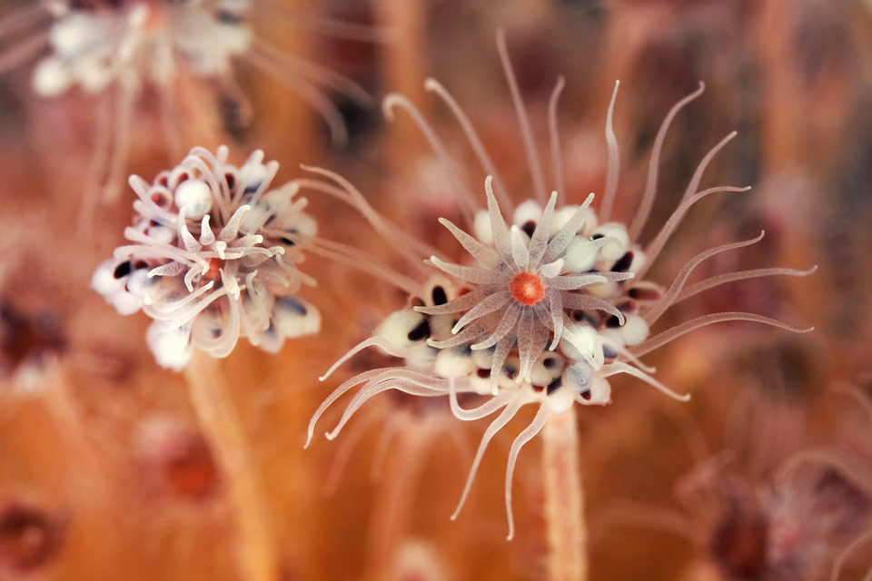ringed tubularia, the underwater pink flowers