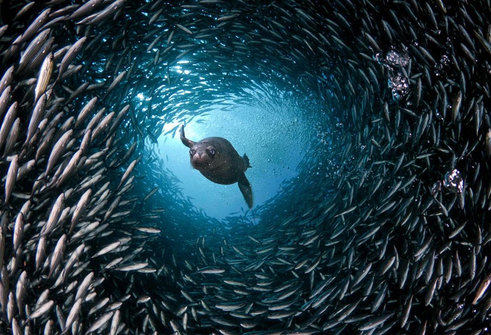sea lion swim through a tunnel of fish