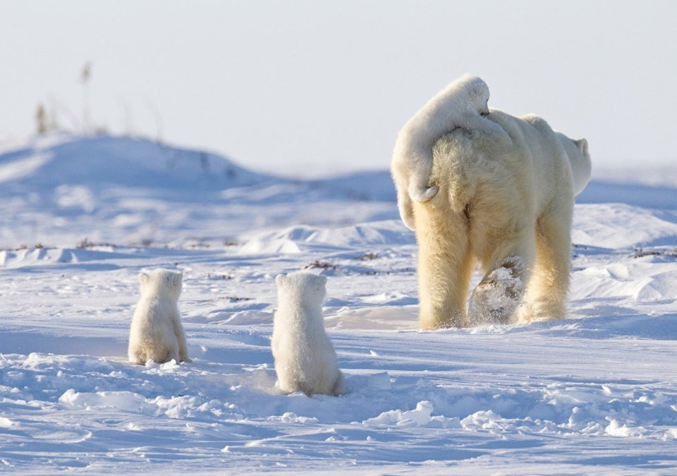 a happy family of polar bears