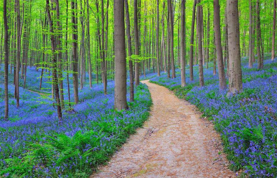 bluebells in halle`s forest, belgium