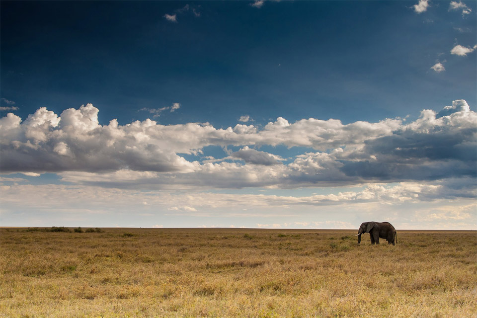 elephant bull, serengeti, africa