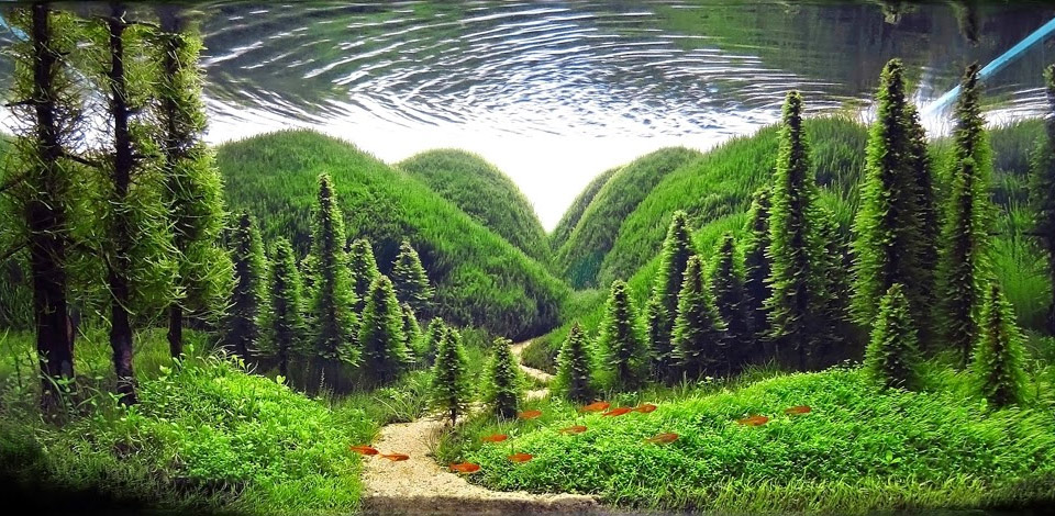 forest-inside-aquarium.jpg