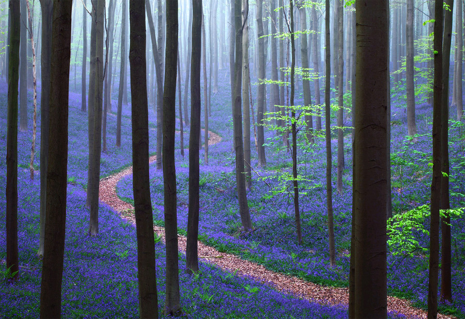hallerbos forest, belgium