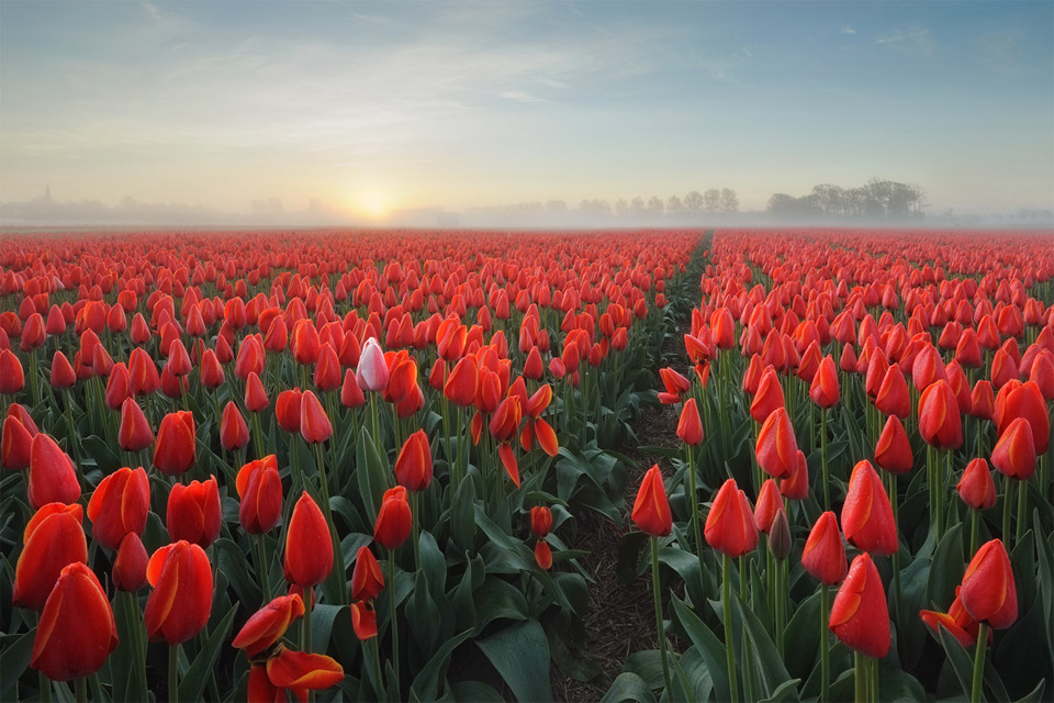 sea of tulips, holland