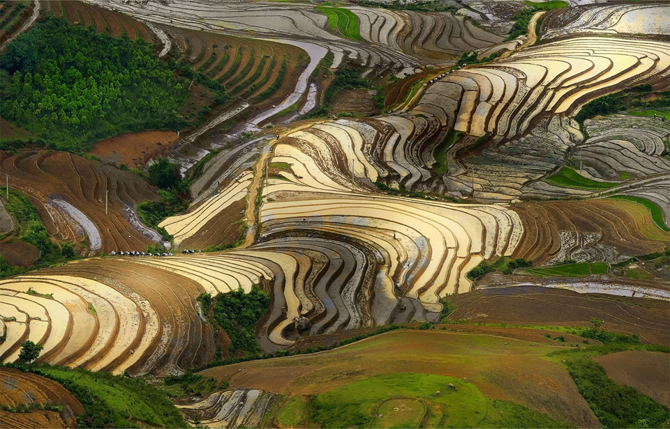 shiny rice terraces, vietnam