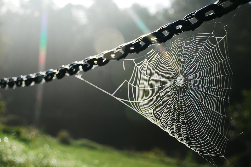 spider web on sunshine