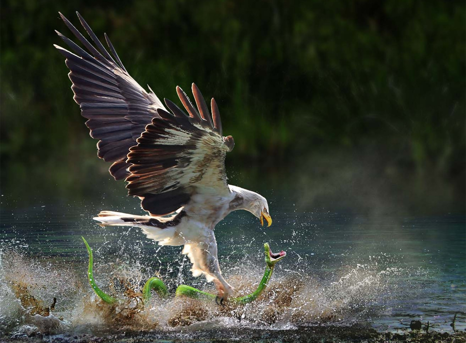 taken in right moment, eagle catches snake