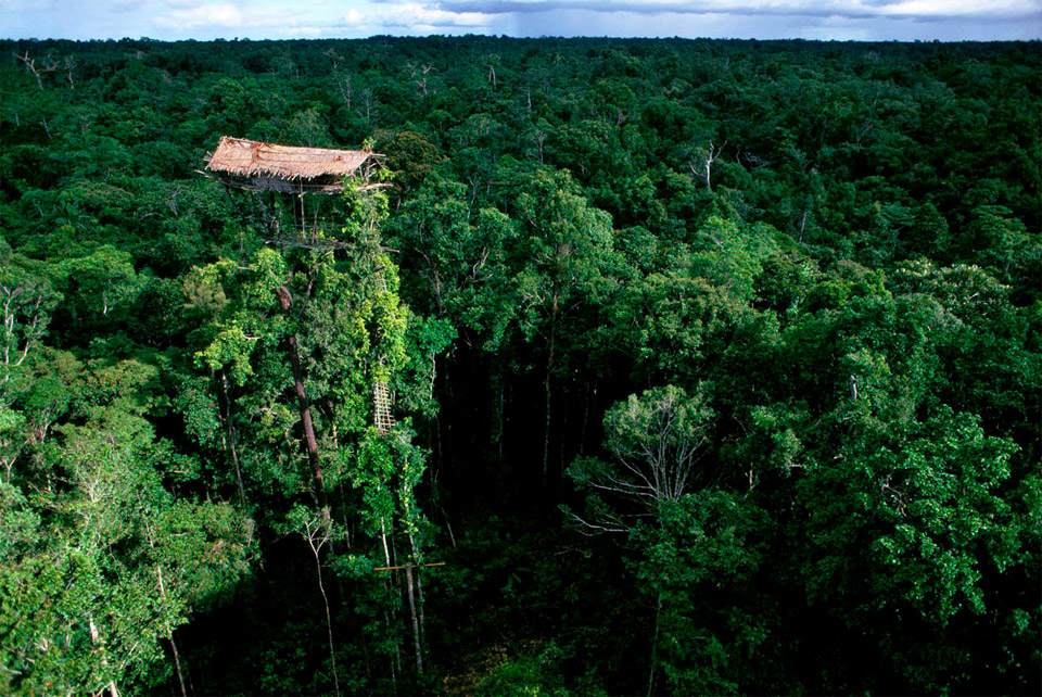 abandoned korowai tribe treehouse, indonesia