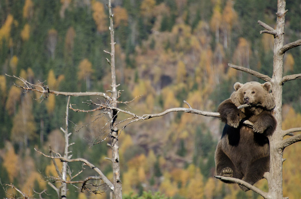 bear hanging out on a tree