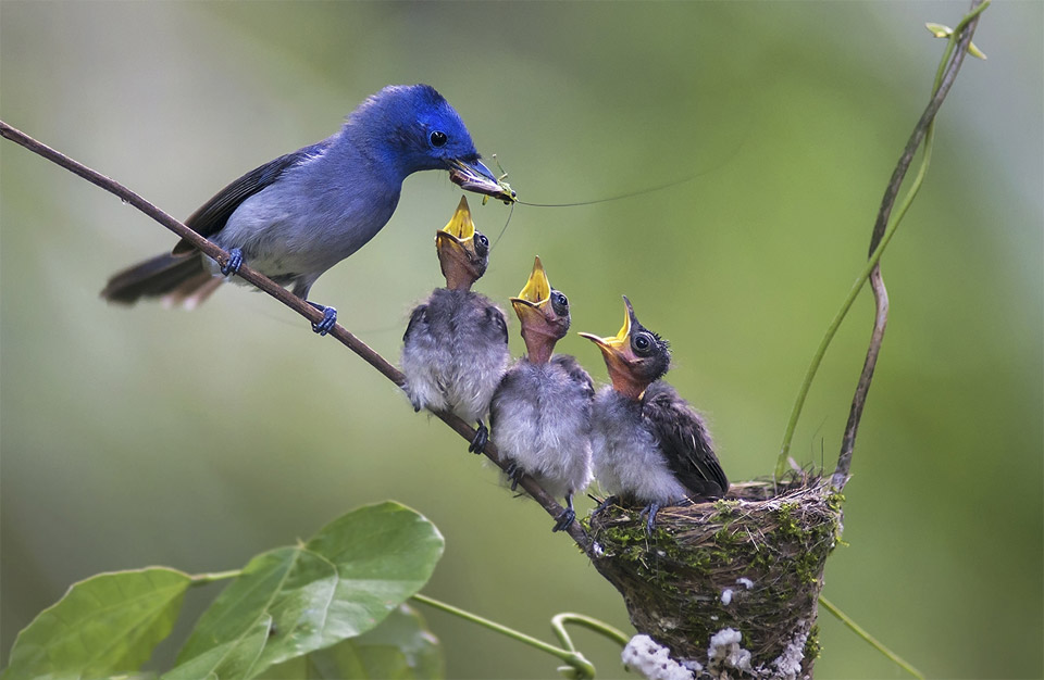 black-Naped blue flycatcher feeds her chicks