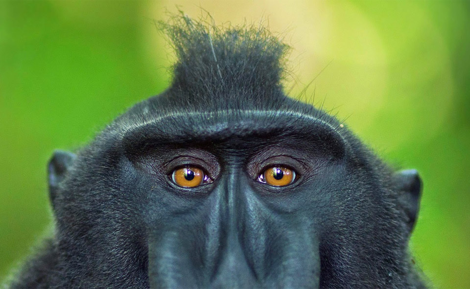 crested macaque from indonesia