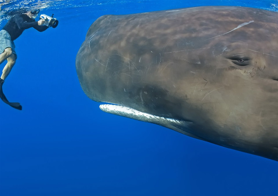 face to face with whale
