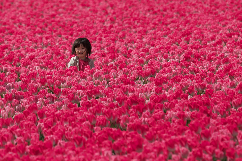 Little Girl In Tulip Fields, Holland