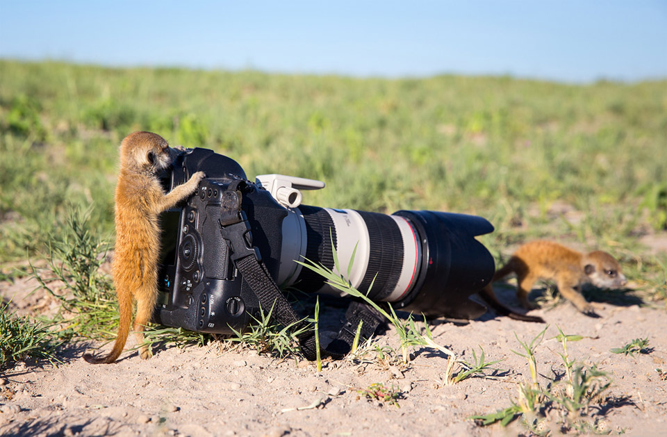 meerkat takes photo