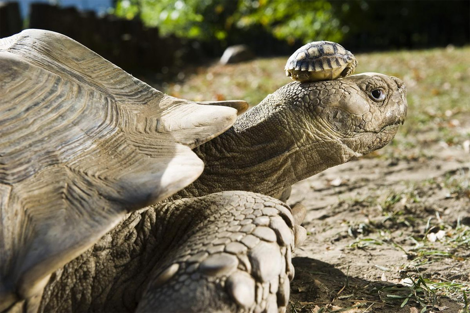 140 year old turtle mom with her 5 day old son