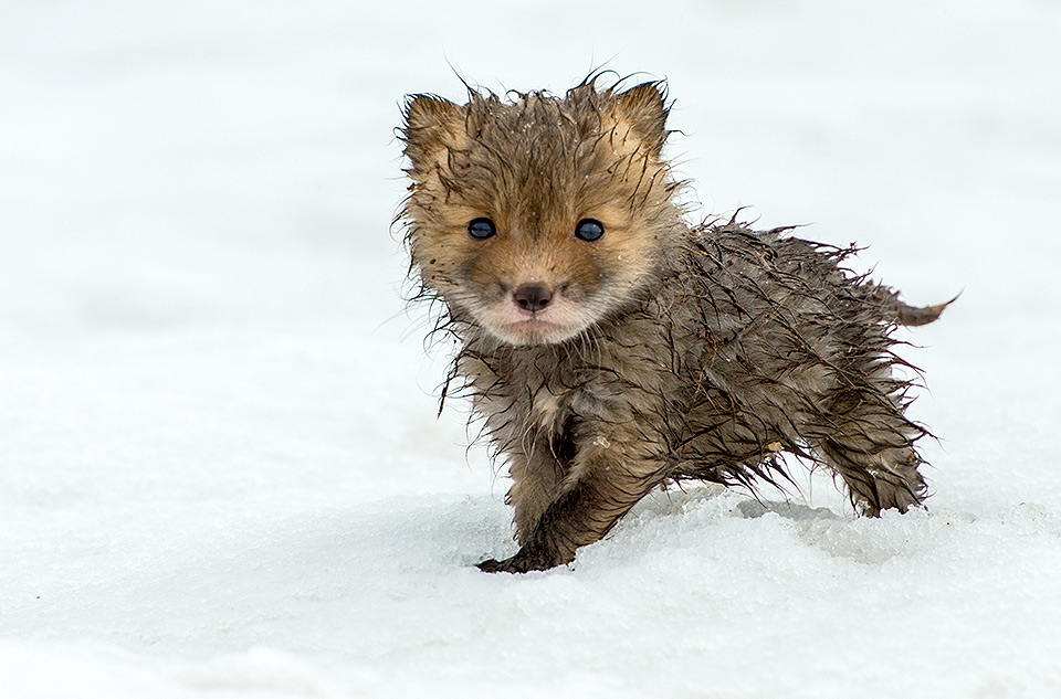 cute wet fox cub