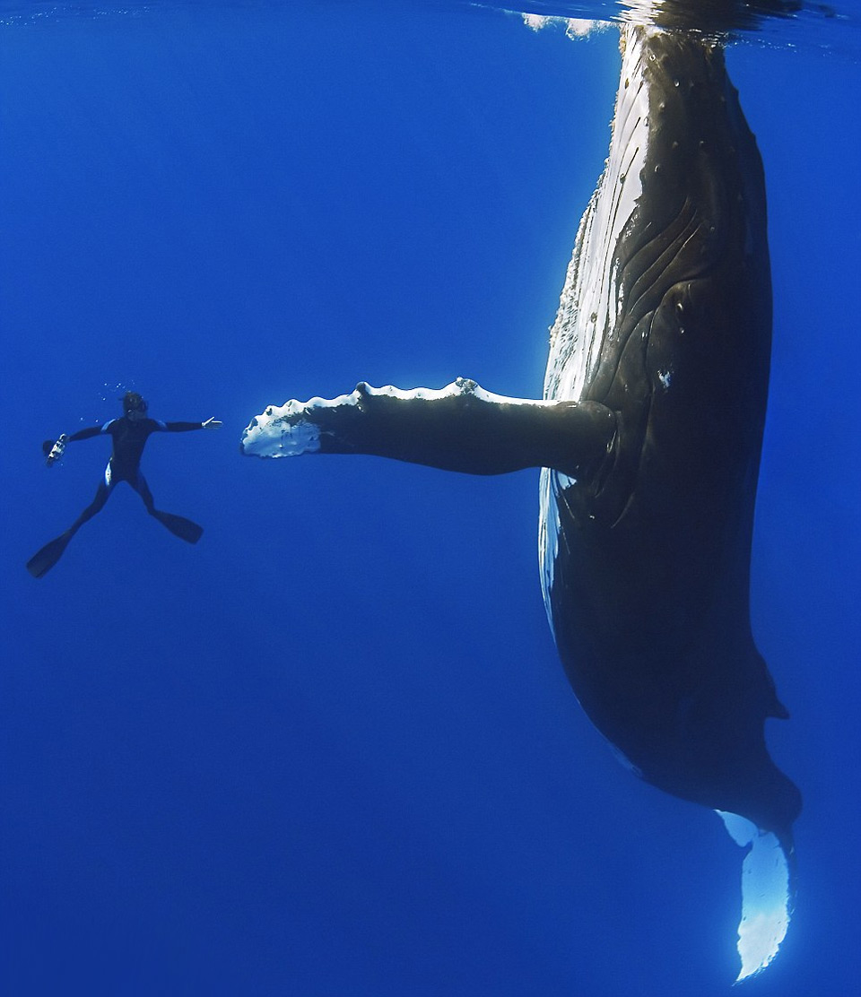 diver shake hands with a giant whale