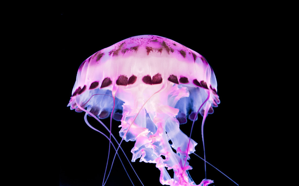 fluorescent jellyfish of dark waters