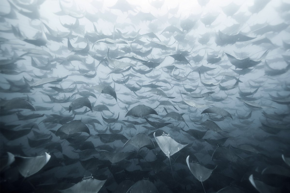 manta rays herd