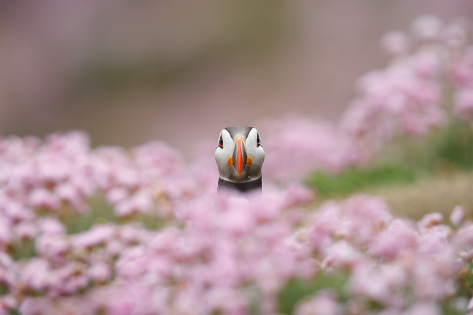 puffin in flowers