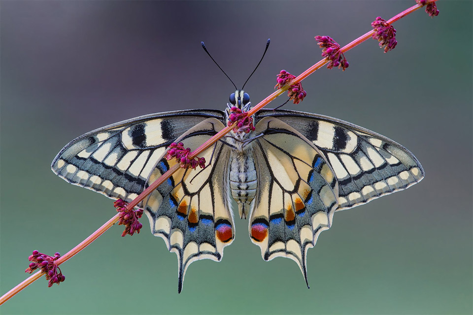 butterfly wing symmetry