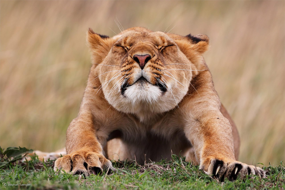 stretching lion