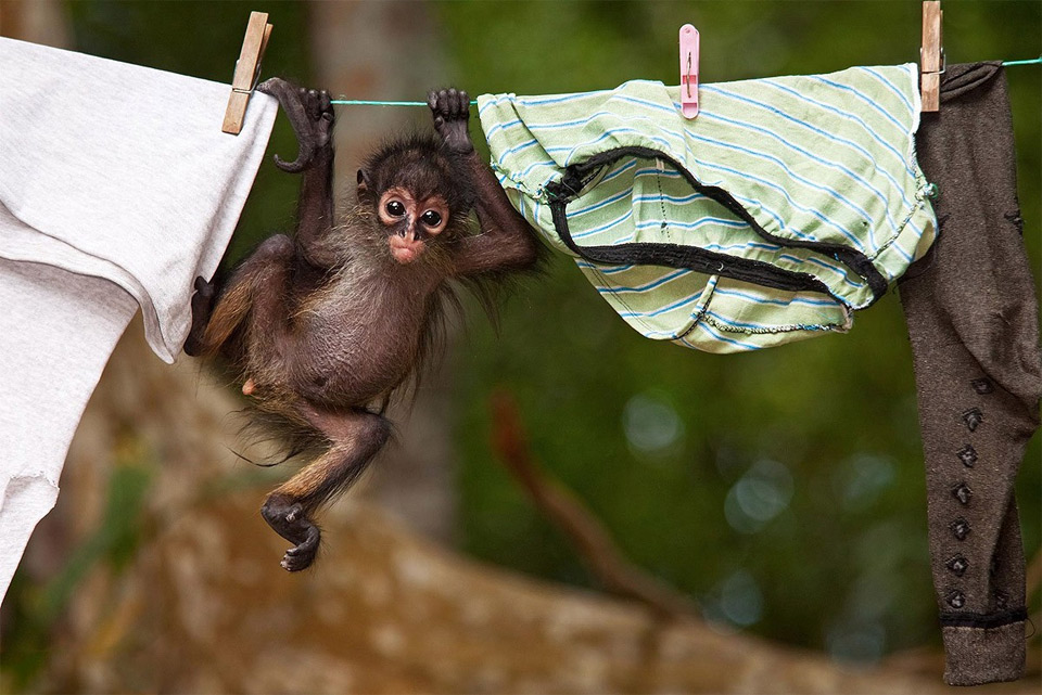 baby monkey on washing line
