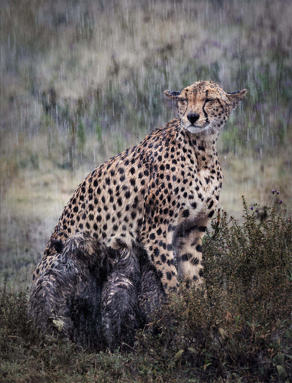cheetah nursing her cubs in the rain