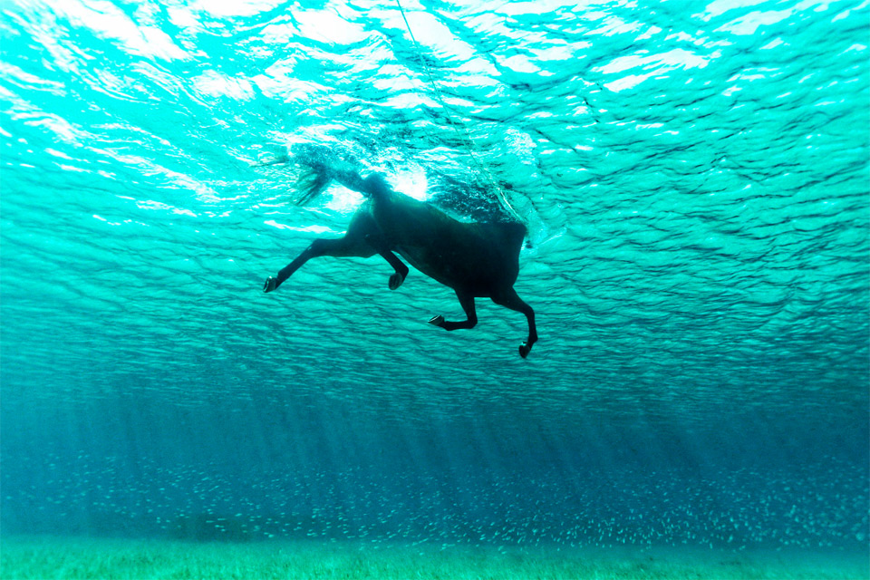horse swimming in the ocean