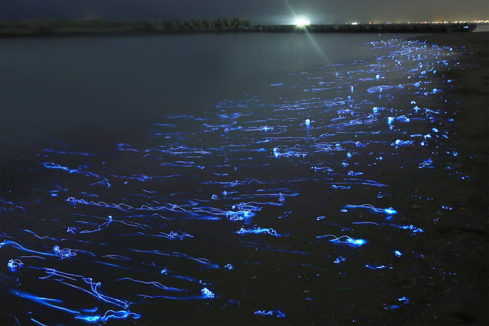 lighting firefly squids, japan