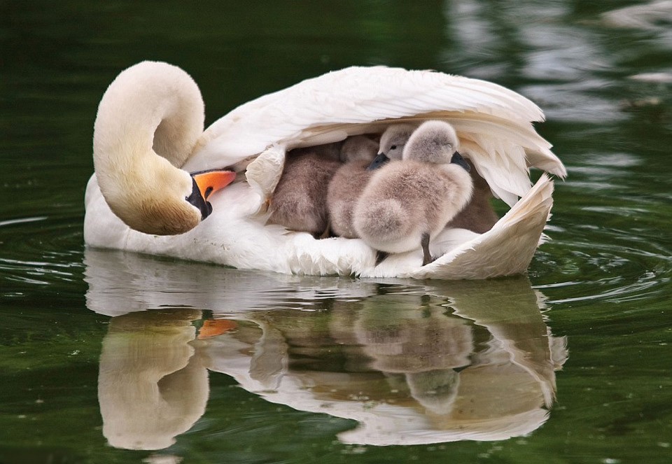 mother swan transport her babies