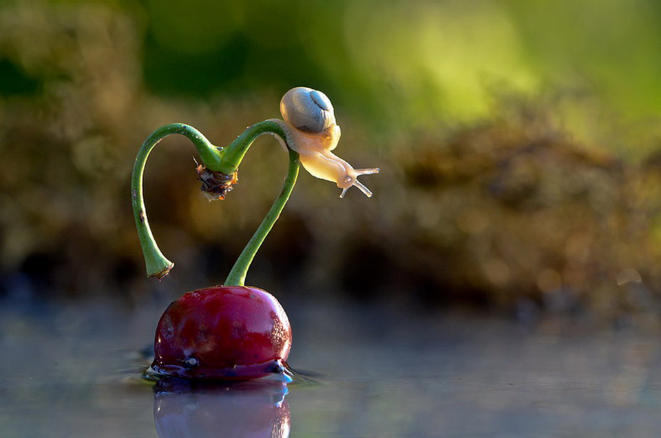 romantic snail