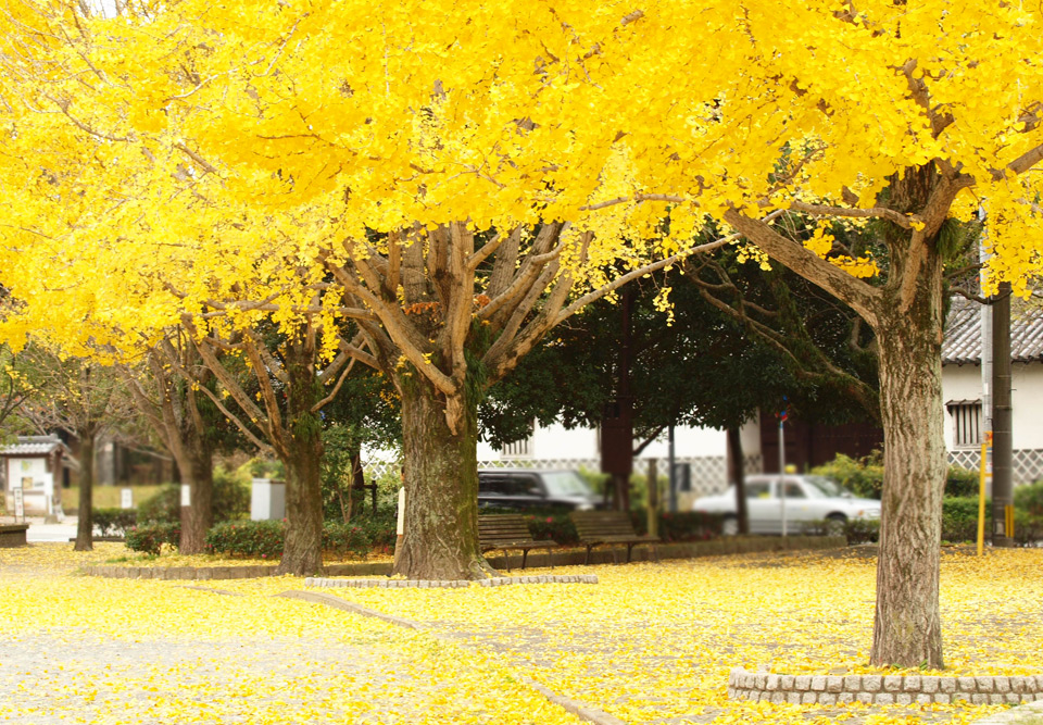 autumn leaves in fukuoka, japan