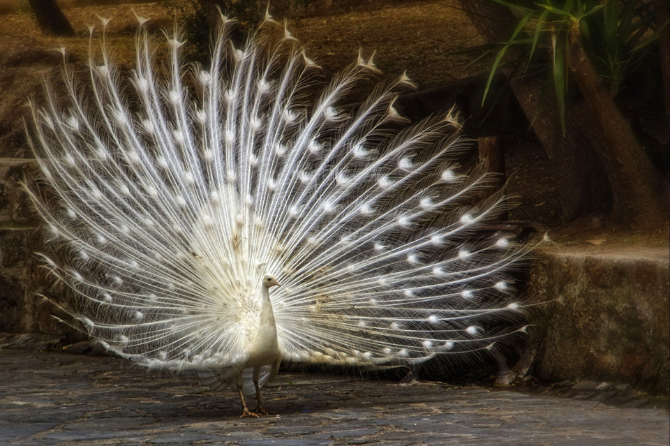 beautiful white peacock