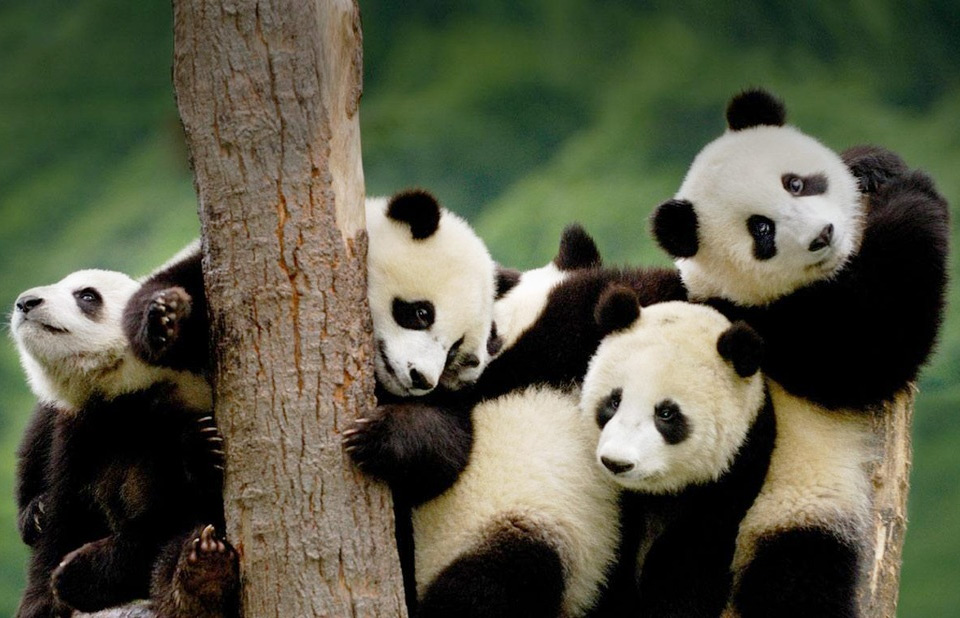giant panda cubs, china