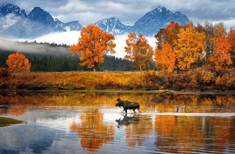 moose walks the river, wyoming