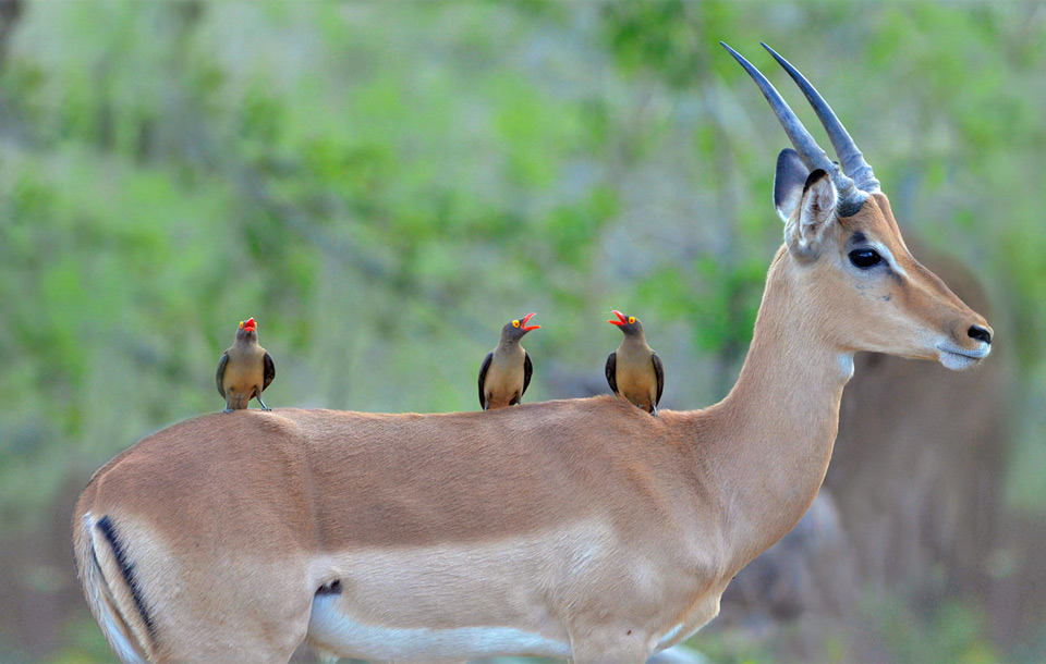 red-Billed birds on an impala, south africa